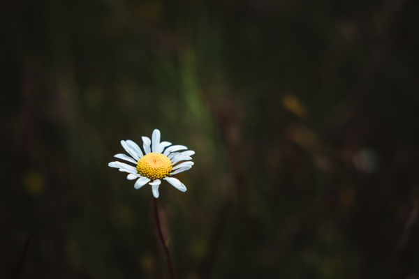 Photo of a wildflower
