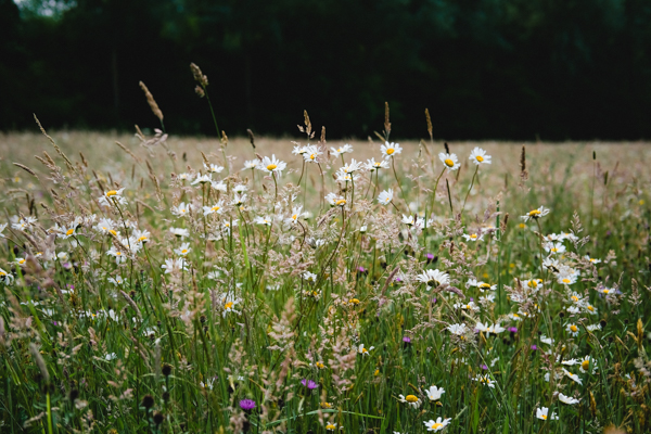 Photo of wildflowers in a field