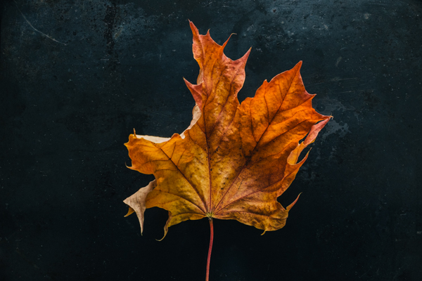 Photo of a dried autumn leaf on a dark background