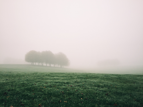 Photo of trees on a foggy day